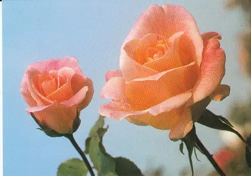 Michèle Meilland Rose ngl E0046