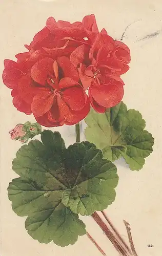 Geranien-Blüte gl1907 D9277