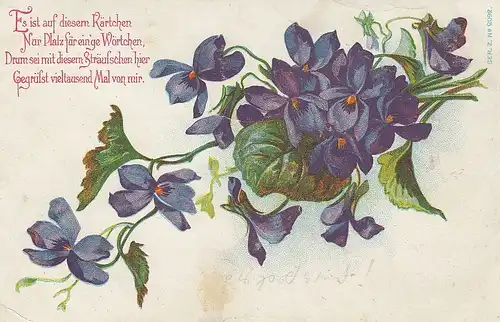 Veilchenblüten ngl D9278