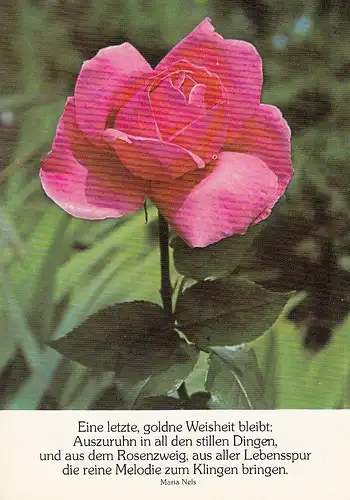 Eine Rose mit Spruch ngl D9691