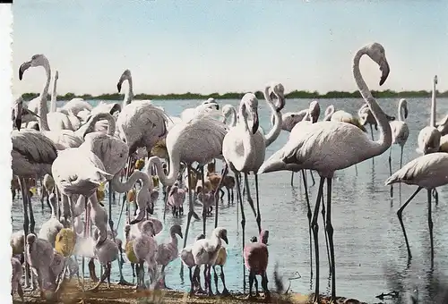 Aigues Mortes (Gard) Colonie de Flamants Roses ngl D8282