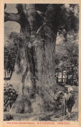 Japan Shoji am Nordfuss des Fuji - Suwa Shrine Sugi ngl 160.180