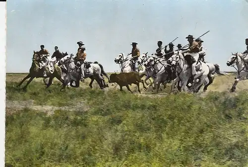 Camargue Gardians emmenant un jeune Taureau à le ferrade ngl D8311