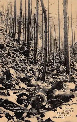 Japan Sakurajima - Von Lawastrom zerstörtes Waldstück in Koike ngl 160.433
