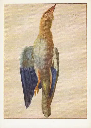 ALBRECHT DÜRER Blaurake ngl E1005