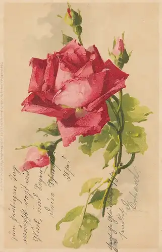 Erblühende Rose ngl D9275