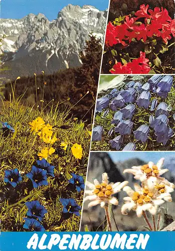 Alpenblumen Enzian Edelweiß Almrausch Glockenblume gl1982 156.750