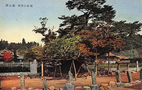 Japan Alter berühmter Kirschbaum in der Nähe des Fujiyama ngl 160.280