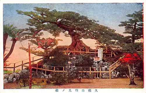 Japan Shizuoka - Japanische alte berühmte Kiefer auf dem Tempelberg ngl 160.353