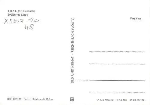 Thal i.Thür. - 600jährige LInde ngl 158.096