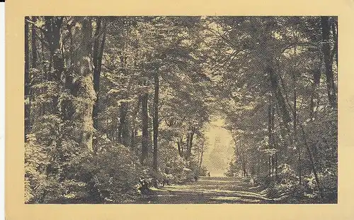 Blick durch Waldweg auf ein Kirchlein ngl E0956