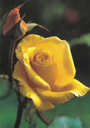 Goldrausch Großbl.Floribundarose ngl E0044