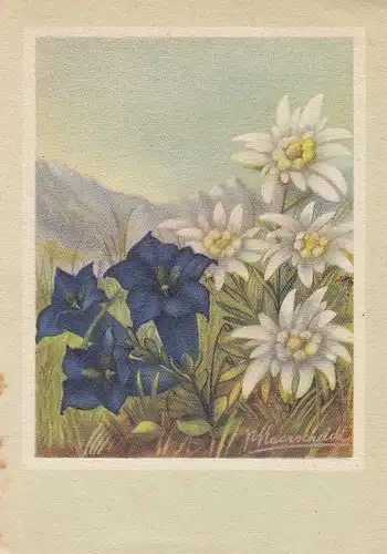 Enzian und Edelweiß ngl E1176