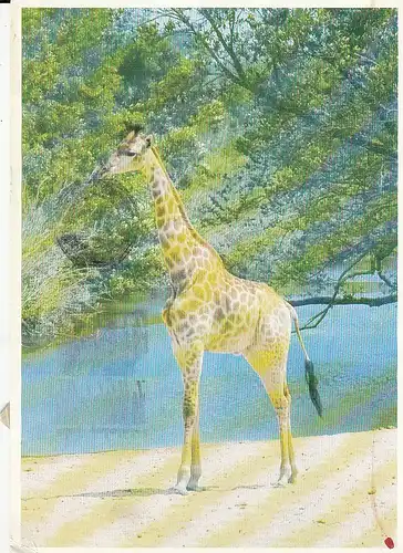 Tiere: Giraffe im Kruger National Park gl1978 E1632