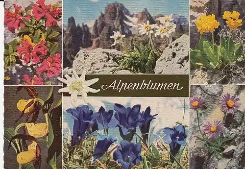 Alpenblumen gl1967? E1366