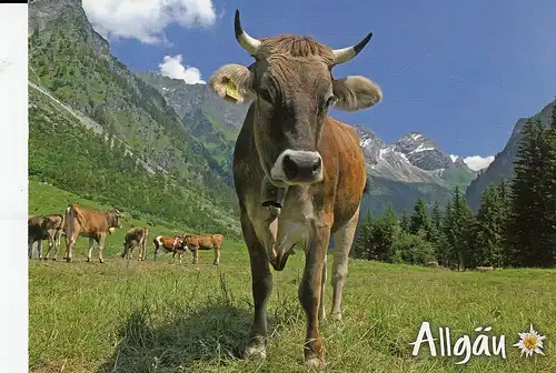 Allgäu, Braunvieh im Oytal ngl D9814