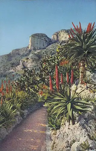 Monaco, Jardin Exotiques, Aloés Férox Hybrides ngl E0529