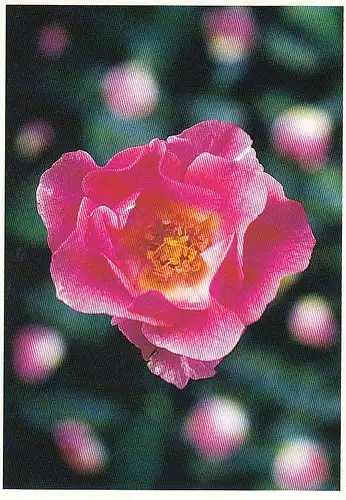 Zarte Rose ngl E0045