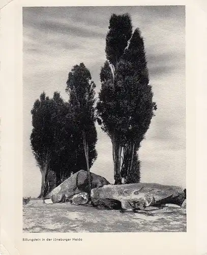 Lüneburger Heide - Billungstein ngl E0151