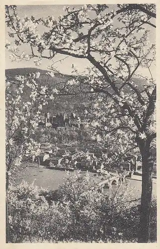 Heidelberg während der Baumblüte gl1949 E0860
