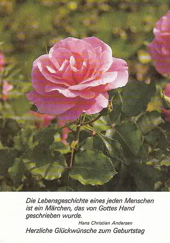 Geburtstag-Wünsche mit Rose und Vers von Andersen ngl E0015