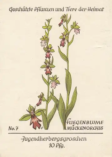 Fliegenblume, Jugenherbergsgroschen ngl E1062