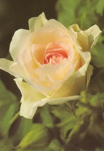 Weißgelbe Rose ngl E0051