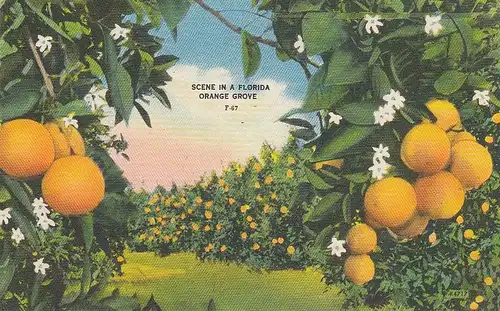 Scene in a Florida Orange Grove gl1955 E1231