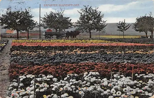 Erfurt Blumenfelder gl1913 158.987