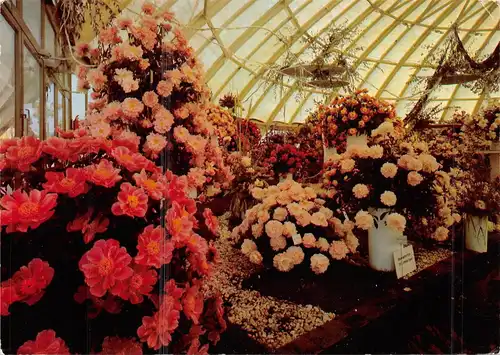 Bonn Bundesgartenschau 1979 Blumenausstellung in der Kuppelhalle gl1979 159.999