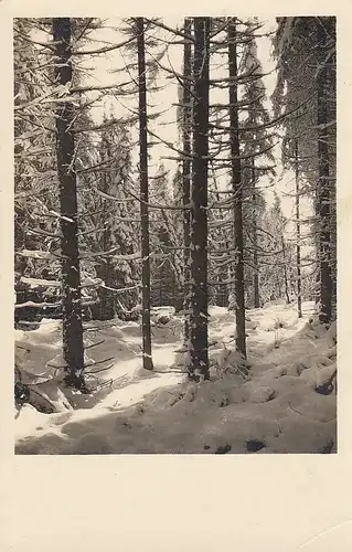 Blick in den Winterwald gl1941 E1382