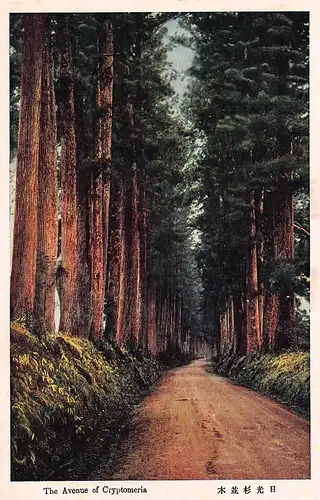 Japan The Avenue of Cryptomeria ngl 160.677