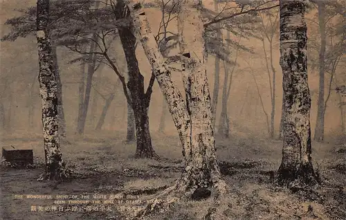 Japan Nikkō - Birkenwald im Nebel bei Otaira ngl 160.334