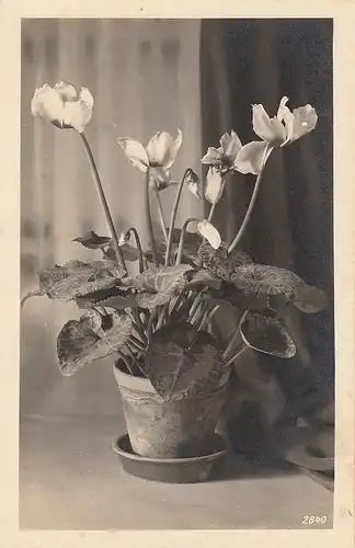 Alpenveilchen ngl E1220