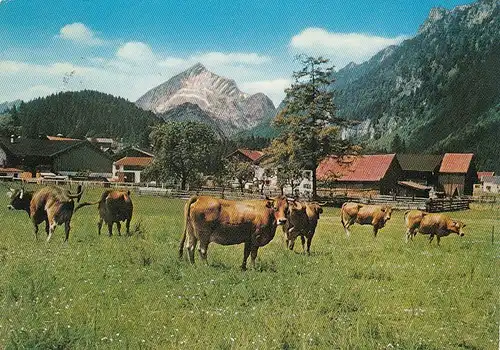 Kühe auf der Weide gl1970? E1379