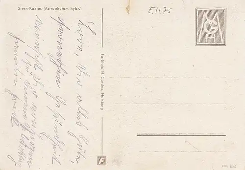 Stern-Kaktus ngl E1175