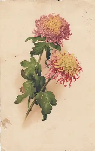 Chrysanthemen gl1929 E1185