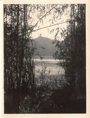 Japan Fluss Toyama - Blick durch Bambus auf Unterlauf 160.033