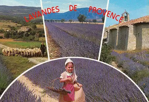 Les Lavandes de Provence gl1988 E2538