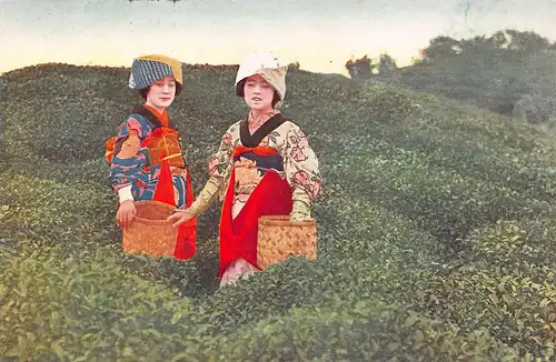 Japan Japanische Frauen bei der Teeernte ngl 160.354