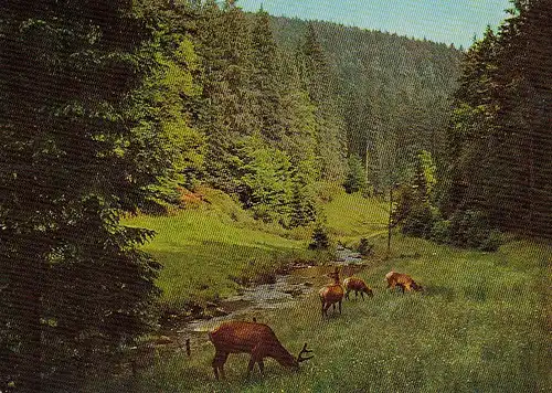Tiere:Rotwild im Schwarzwald gl1974 E1634
