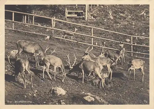 Rottach - Egern am Tegernsee, Alpenwildpark, Wildfütterung gl1941 E3573