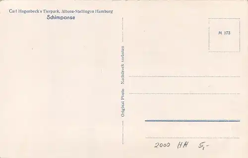 Hamburg Carl Hagenbeck's Tierpark Schimpanse ngl 161.846