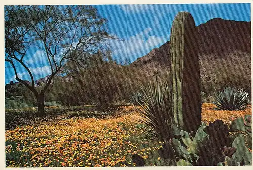 Arizona, A carpet of desert poppies ... ngl E2048