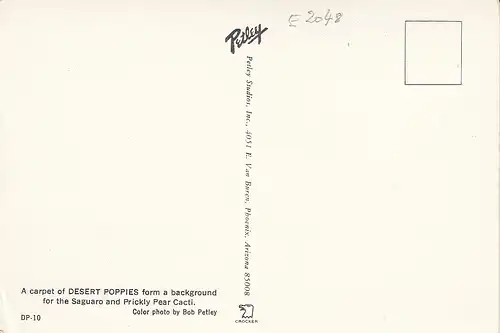 Arizona, A carpet of desert poppies ... ngl E2048