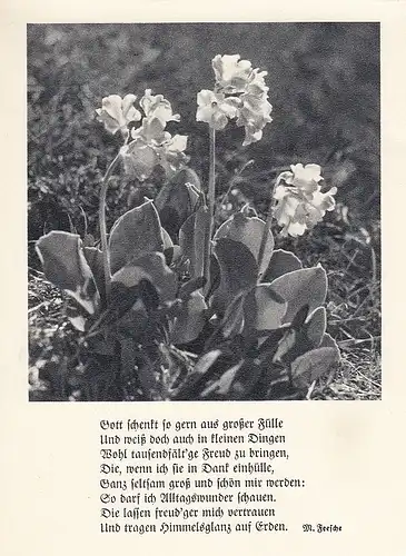 Gotte schenkt so gern aus großer Fülle ... ngl E2428