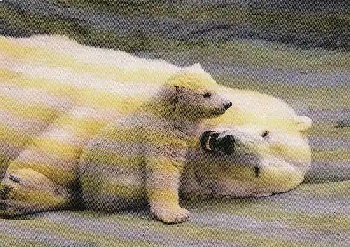 Eisbär mit Jungem ngl E2417