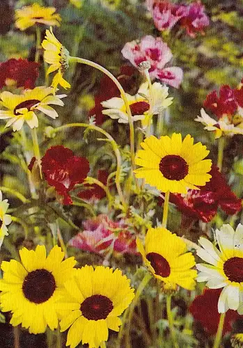 Blumenstück ngl E1428