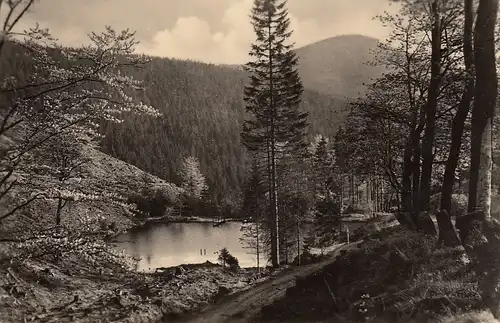 Oberhof (Thür. Wald) Pfanntalsteich ngl E4649