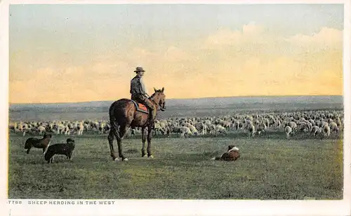 USA Sheep Herding in the West Nach Gemälde ngl 163.994